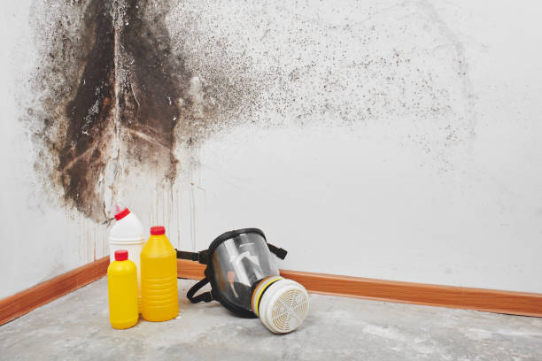 Best Mold Testing and Inspection Services in Broadway, VA
