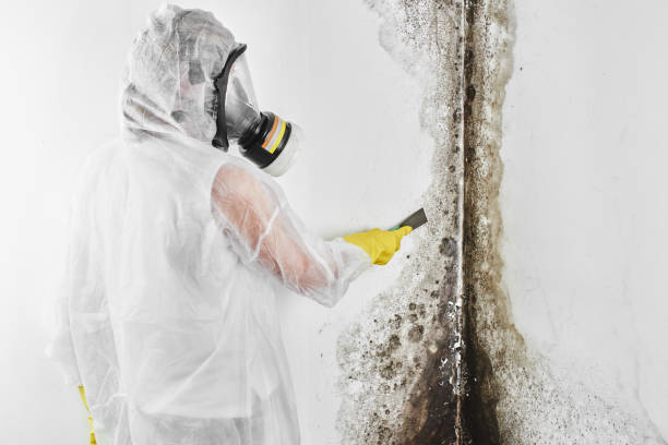 Best Residential Mold Remediation in Broadway, VA