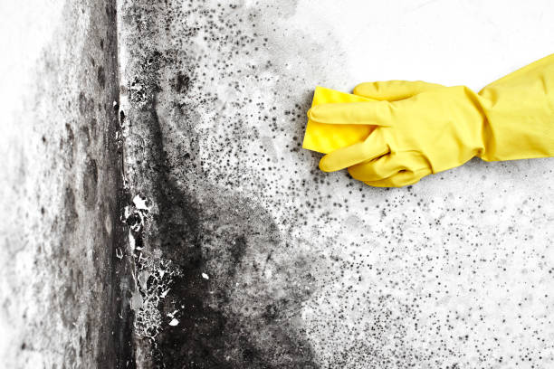 Best Health and Safety Mold Remediation in Broadway, VA
