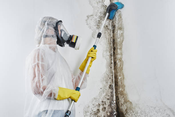 Best Basement Mold Remediation in Broadway, VA
