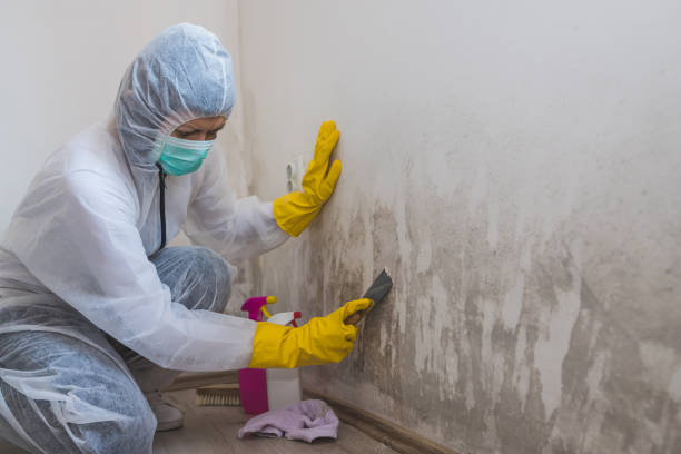 Trusted Broadway, VA Mold Remediation Experts