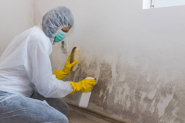 Best Emergency Mold Remediation in Broadway, VA