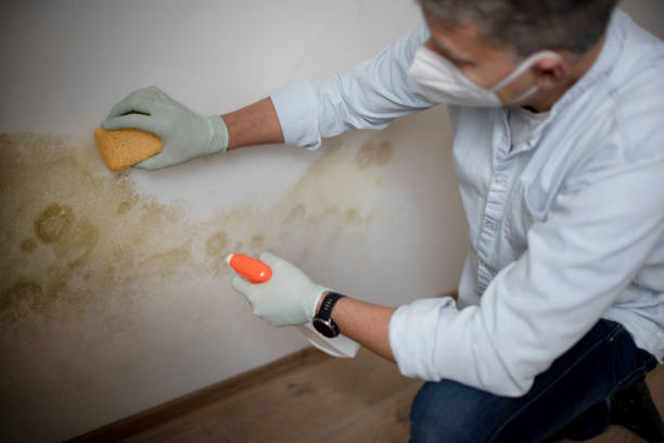 Best Attic Mold Remediation in Broadway, VA