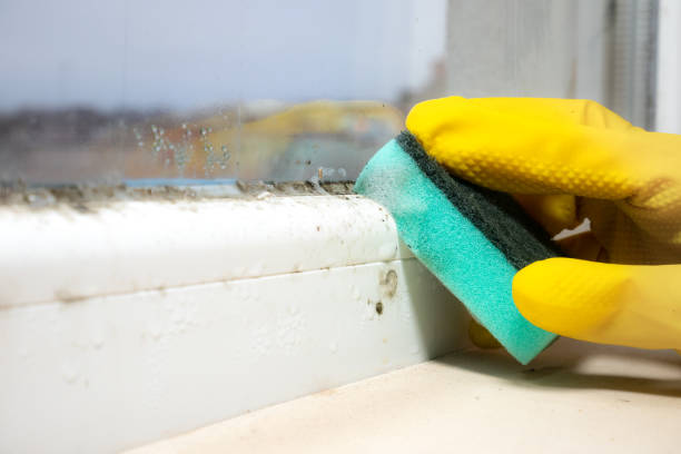 Best Industrial Mold Remediation in Broadway, VA