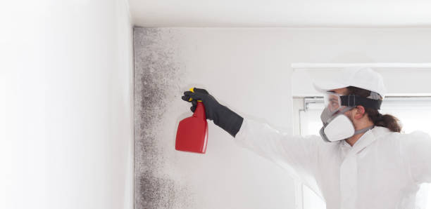 Best Insurance-Related Mold Remediation in Broadway, VA