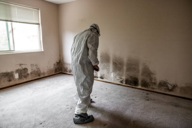 Best Residential Mold Remediation in Broadway, VA