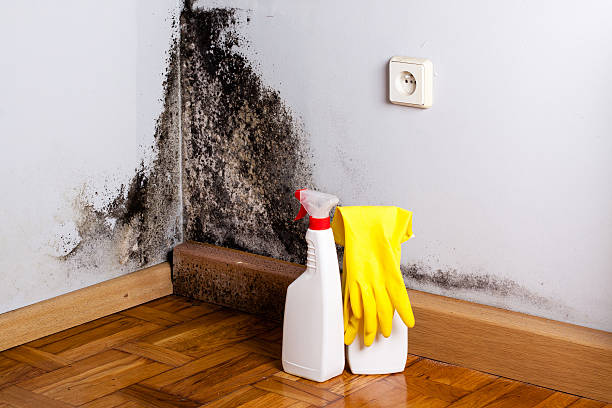 Best Preventive Mold Services in Broadway, VA