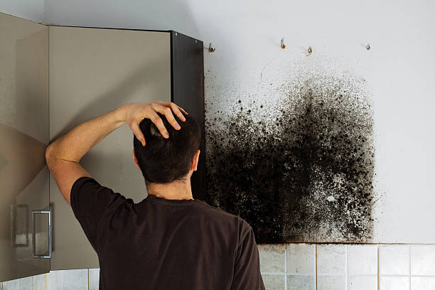 Best Black Mold Remediation in Broadway, VA